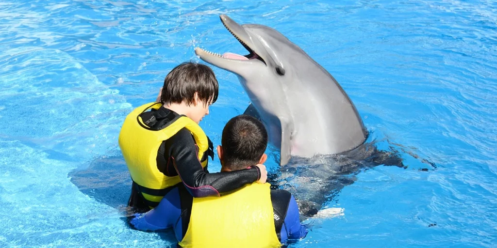 عرض الدلافين (Dolphin Show)